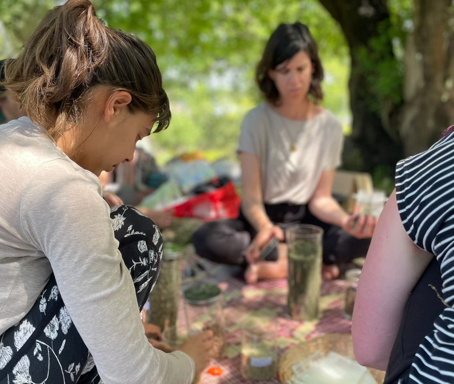 סיור ליקוט צמחי מרפא  אביבי והכנת שמן תשרית פרחוני