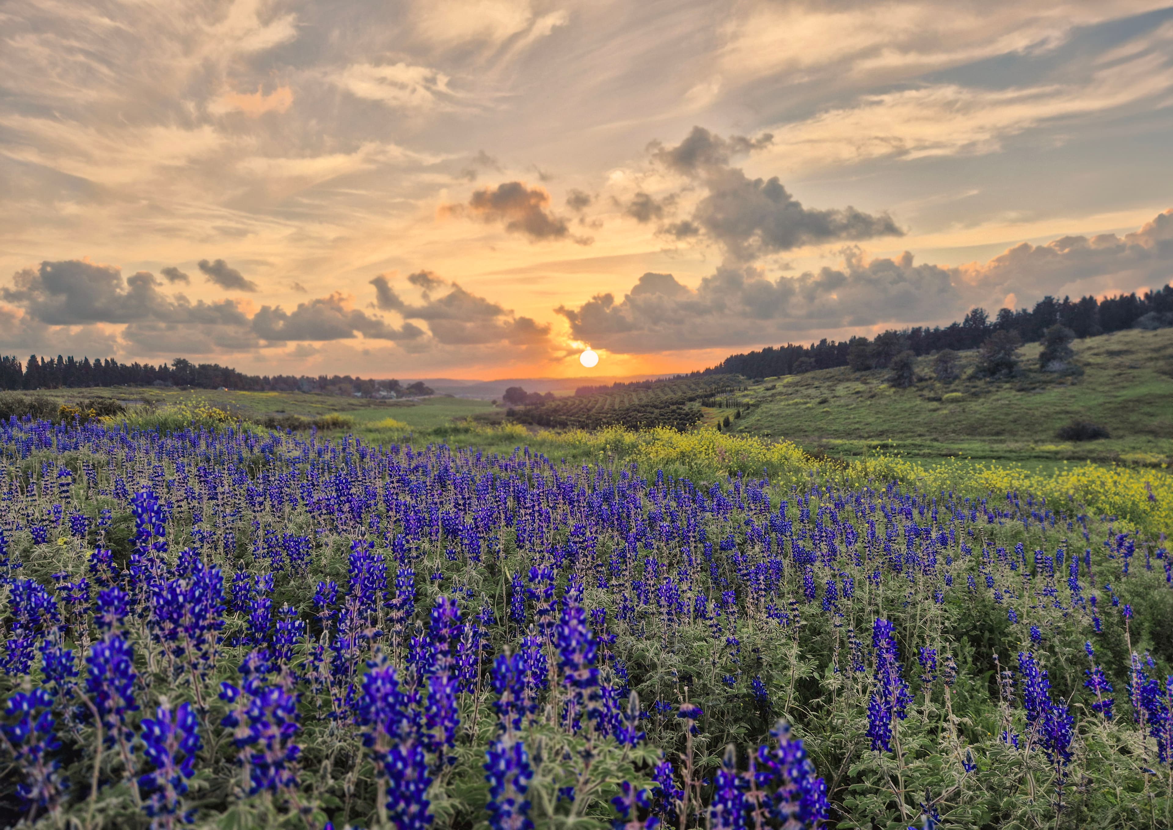 סדנת צילום בטלפון - תורמוסים בשקיעה במצפור נילי קאופמן- בהדרכת איל בן חיים