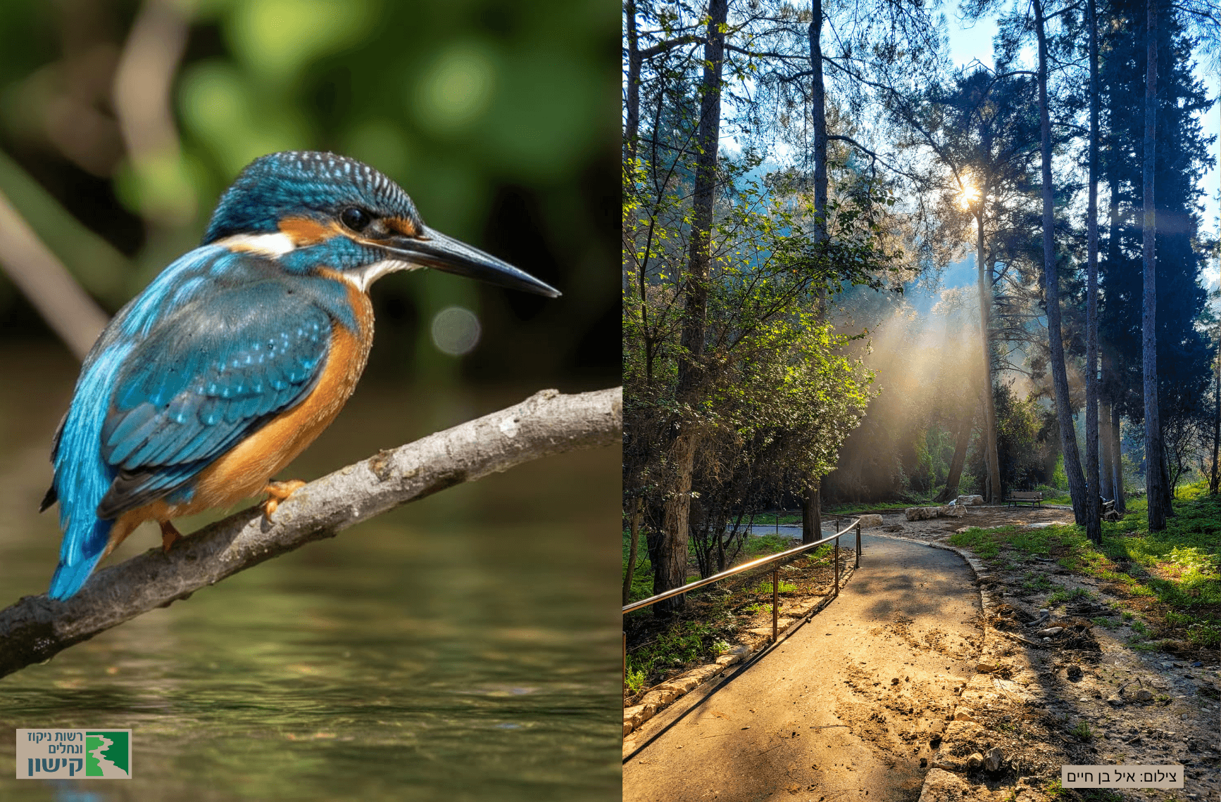 ציפורים ושפיריות בנחל השופט בהדרכת רשות ניקוז ונחלים קישון