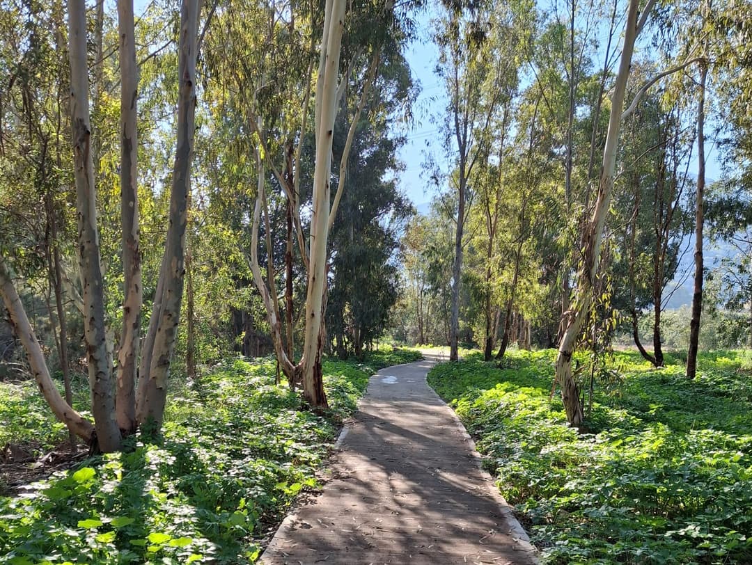 "מסוד גלוי לסוד שמור" - סיור בנחל הקישון בהדרכת רשות ניקוז ונחלים קישון