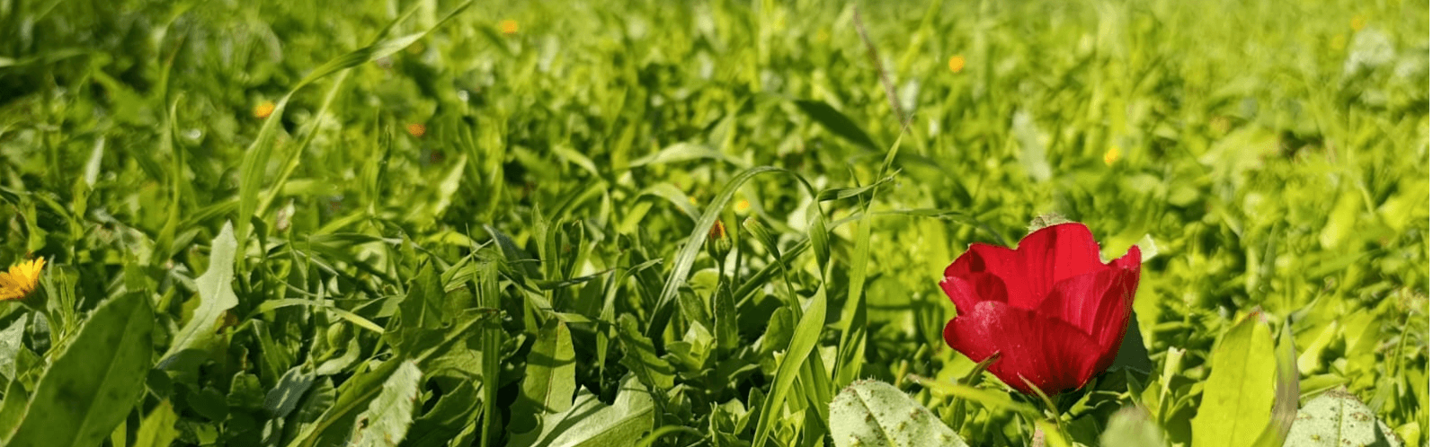 השתלמות ליקוט 12-13.3