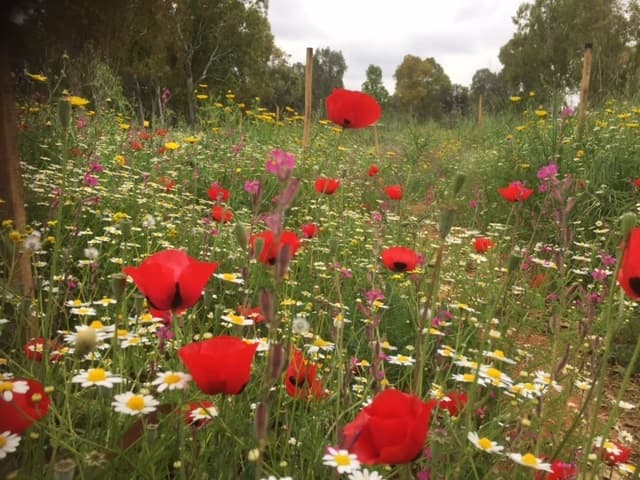 כשהירקון פורח באביב