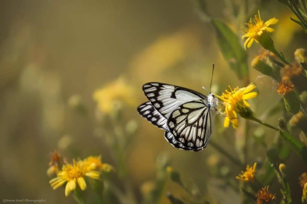 מאביקים לאורך הירקון