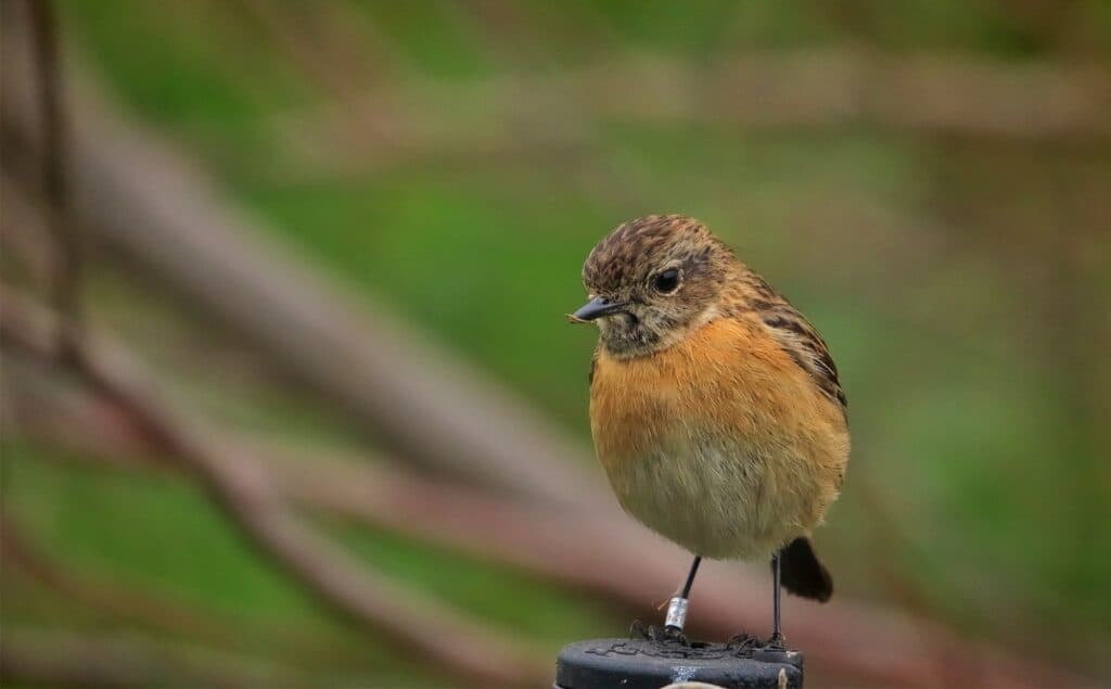 יום האשה בטבע