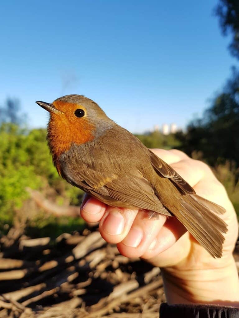 טיבוע ציפורים לכל המשפחה