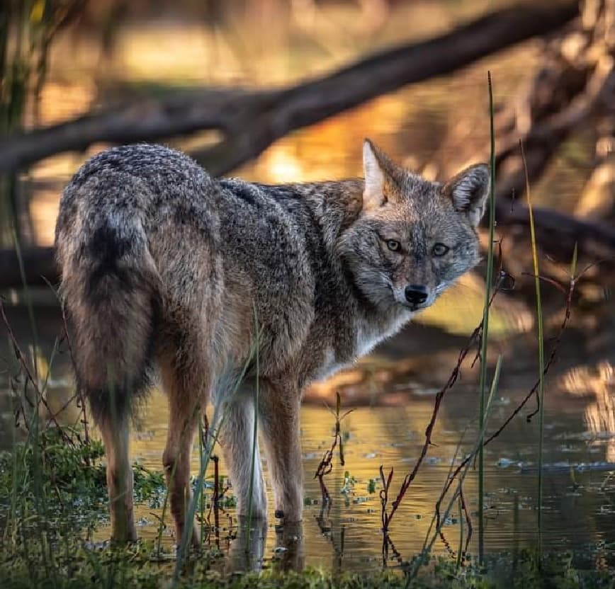 ספארי ערב לאורך הירקון