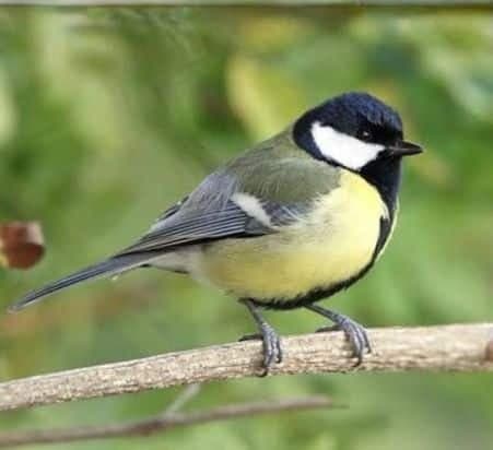 הכירו את הירגזי