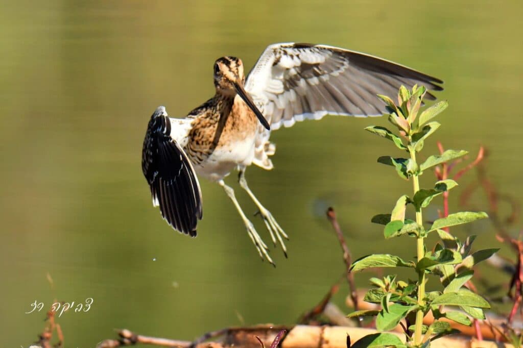 צפרות אביב למבוגרים