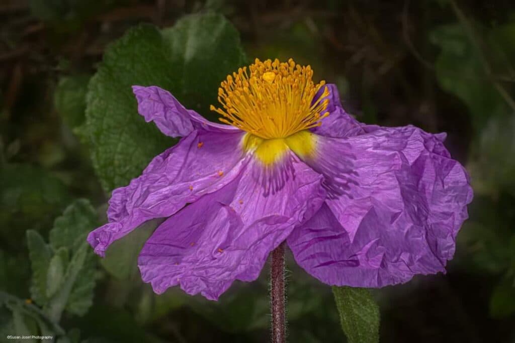 סיור פריחה אביבי בגני הטבע