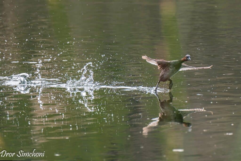 יום השוויון ונדידת האביב למבוגרים