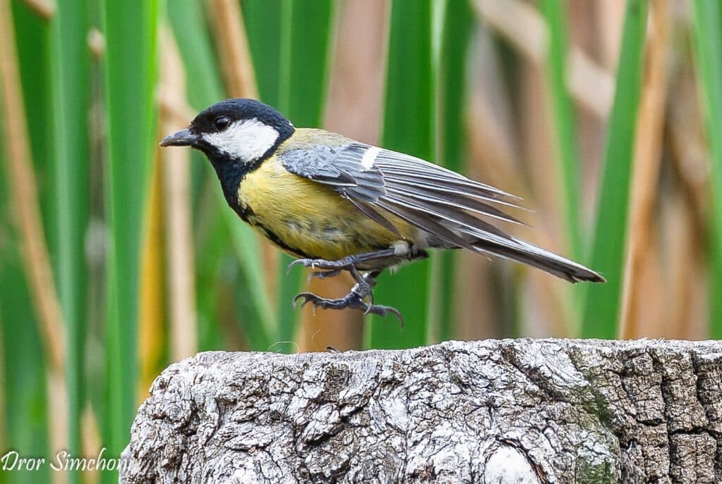 הכירו את הירגזי בגני הטבע