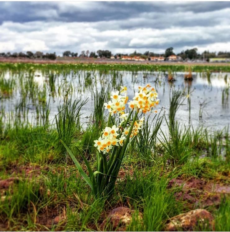 קסם הפריחה בשמורת אחו נוב