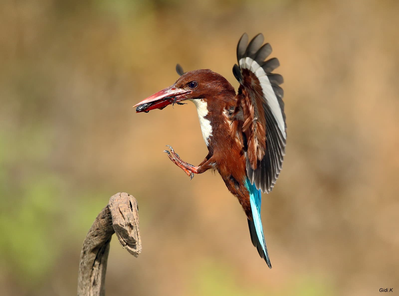 בוקר פתוח לקהל הרחב בפארק הצפרות מעגן מיכאל