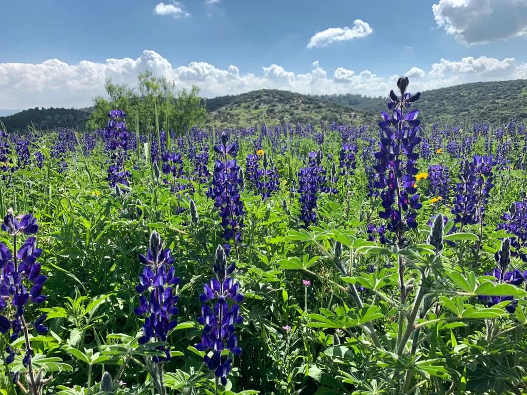 טבע והיסטוריה בתל שוכה