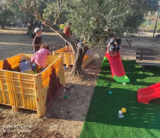 קטיף עצמי ביכורי שילה: חוויה לכל המשפחה