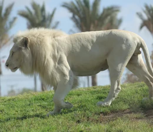 פעלתון השדרה השביעית באר שבע