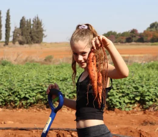 משוך בגזר