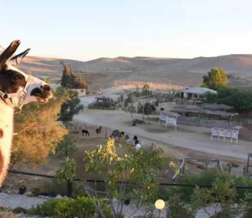 חוות האלפקות: חוויה מדברית